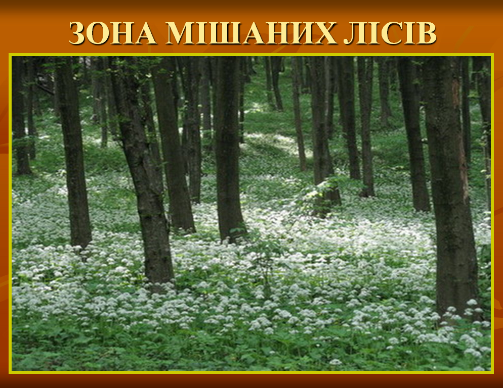 Природні зони України. Мішані ліси ( знайомство)