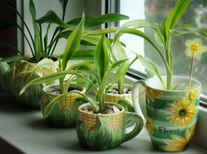 Кімнатні рослини і наше здоров'я
